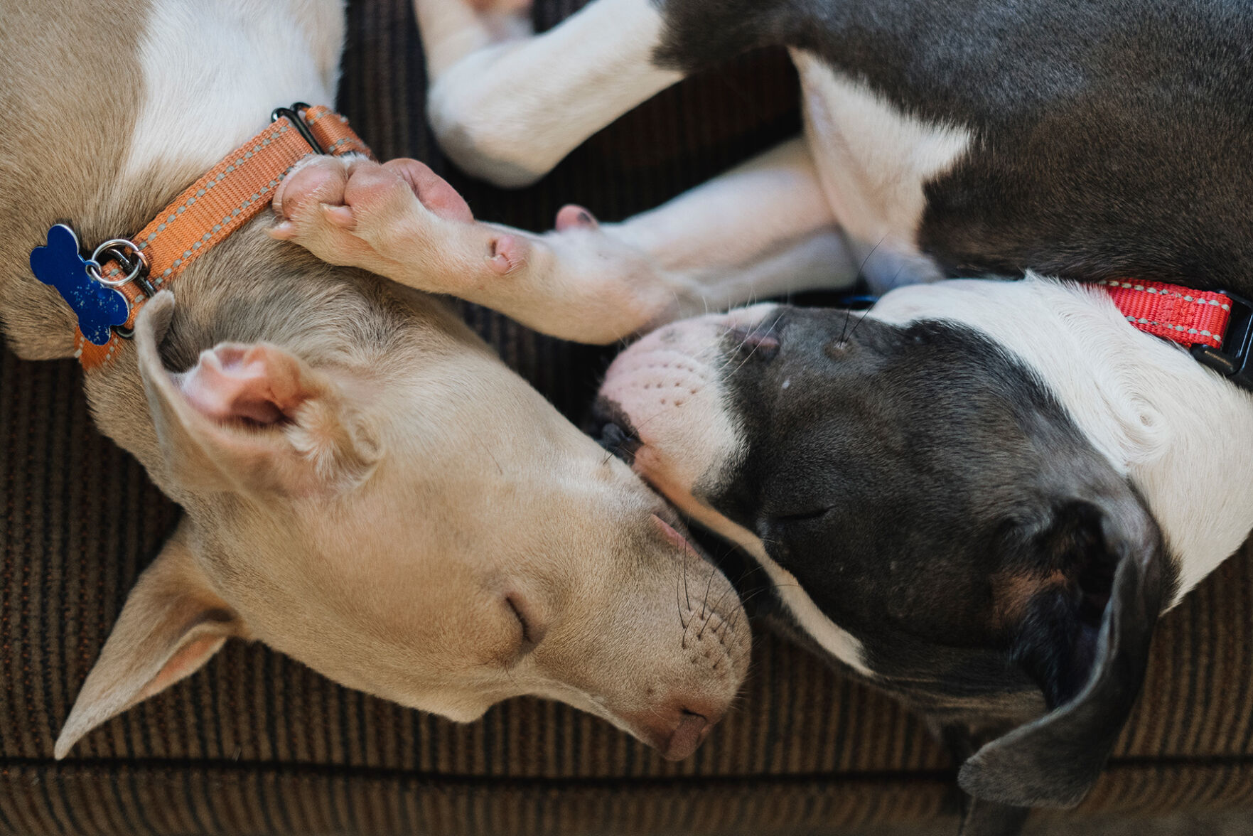 Volunteers_FosterDogs.jpg
